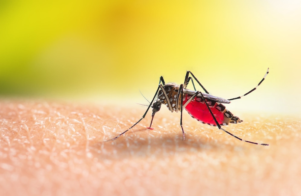 All you need to know about Dengue: Types, Blood Test & Warning Signs