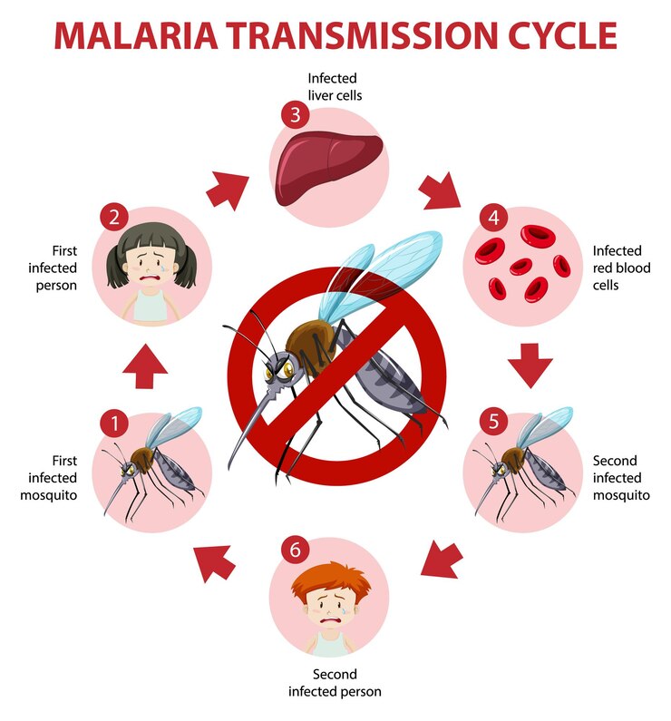 Malaria Life Cycle: Diagnosis, Stages and Mode of Transmission