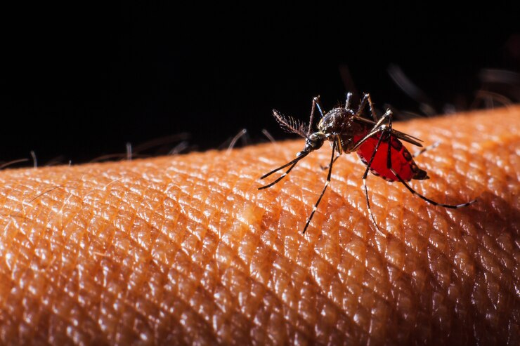 Best Dengue Treatment at Home – Treatment Medicine and Remedies