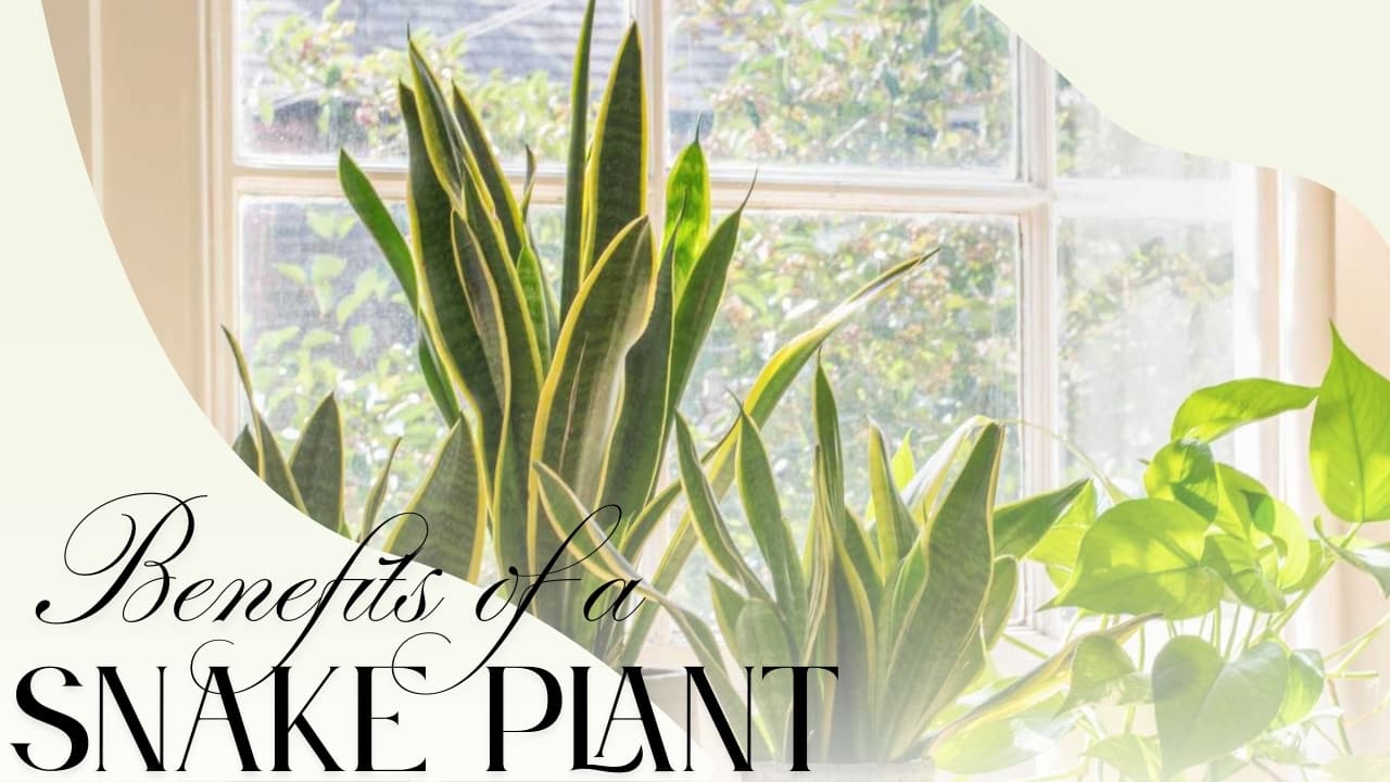 The Benefits of a Snake Plant: A Guide to Sansevieria