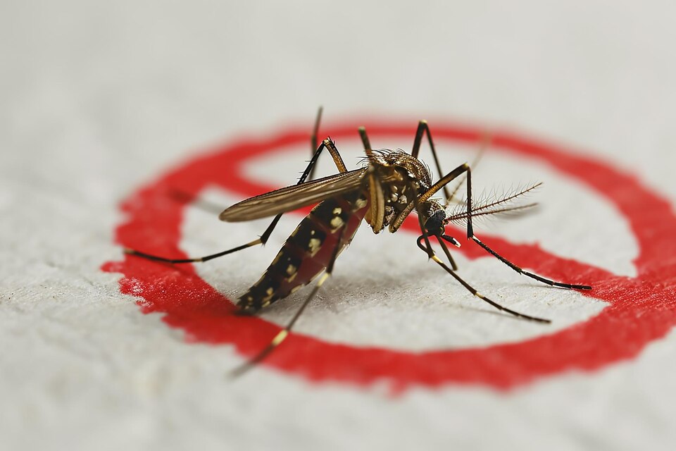 Malaria Treatment: Best Treatment at Home