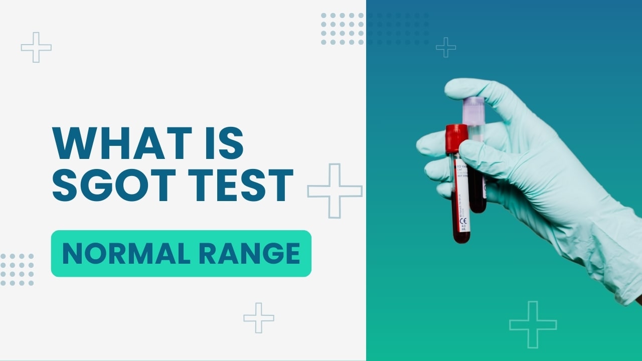 What is SGOT? Understanding Normal Ranges, High Levels, and How to Lower It