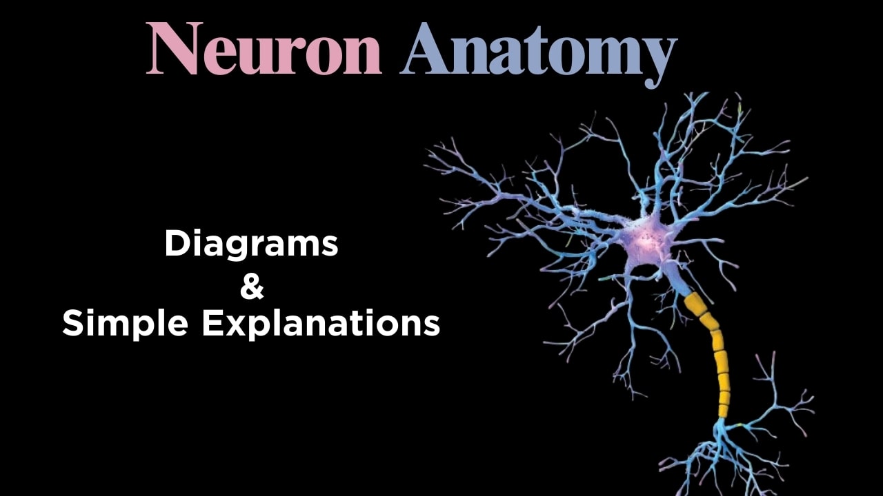 Neuron Anatomy 101: Diagrams & Simple Explanations