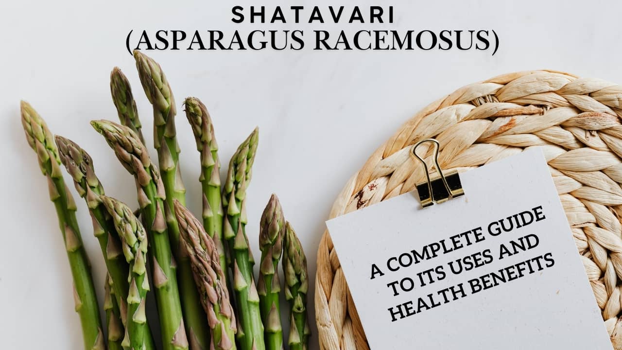 What Is Shatavari? A Complete Guide to Its Uses and Health Benefits