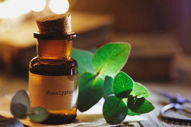 Eucalyptus Oil Benefits: From Sinus Relief to Skincare Applications